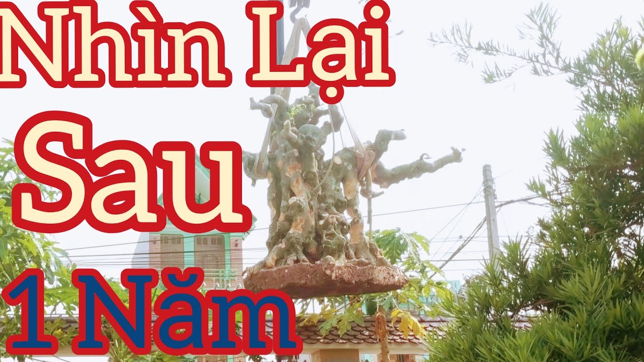 Quay lại phôi sanh khủng sau 1 năm về vườn cảnh Bon Sai Chinh Hieu.