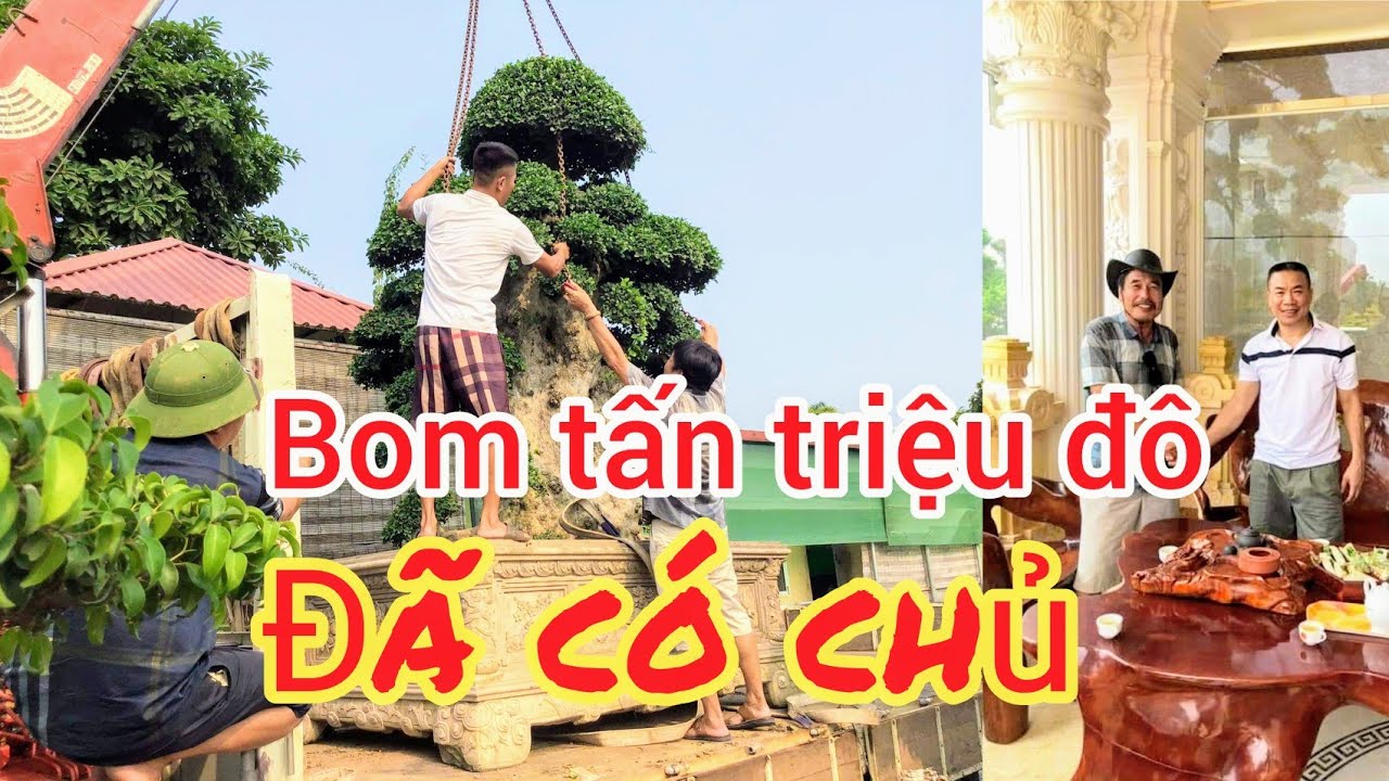 RUNG ĐỘNG LÀNG CÂY CẢNH VIỆT NAM SIÊU PHẨM DUỐI TRIỆU ĐÔ ĐÃ ĐƯỢC GIAO DỊCH VỀ TAY ANH TRƯỜNG GIẤY