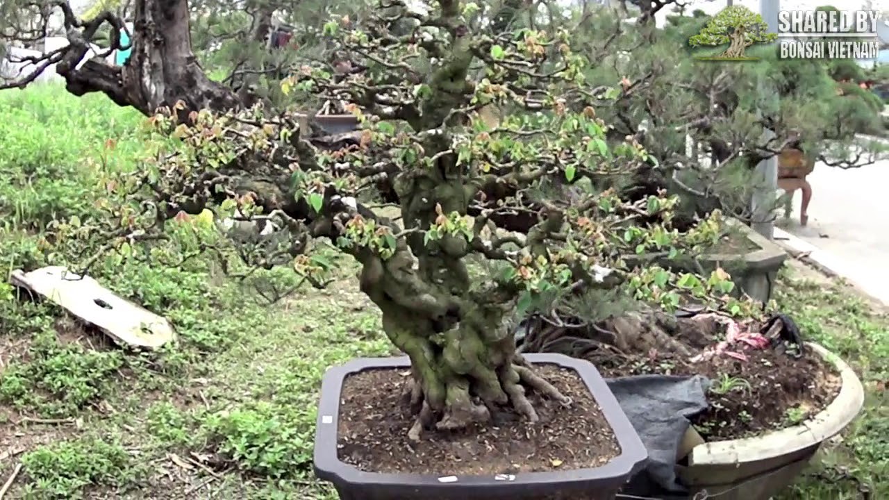 Rất nhiều tác phẩm Bonsai đẹp ở khu vực này