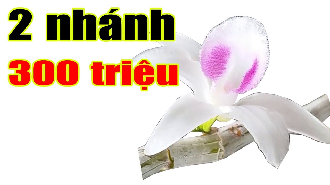 Riêng cái cây này đã 200 triệu thì cả vườn của bác bao nhiêu tỷ