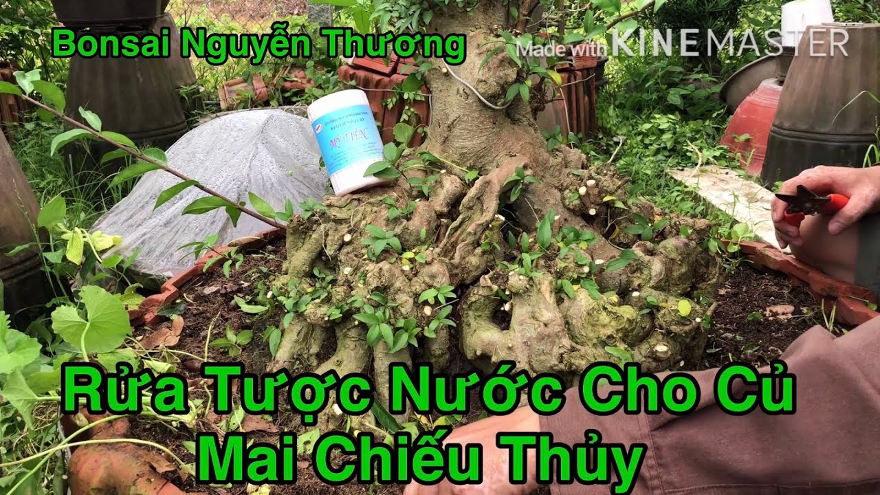 Rửa Tược Nước Cho Củ Mai Chiếu Thủy.