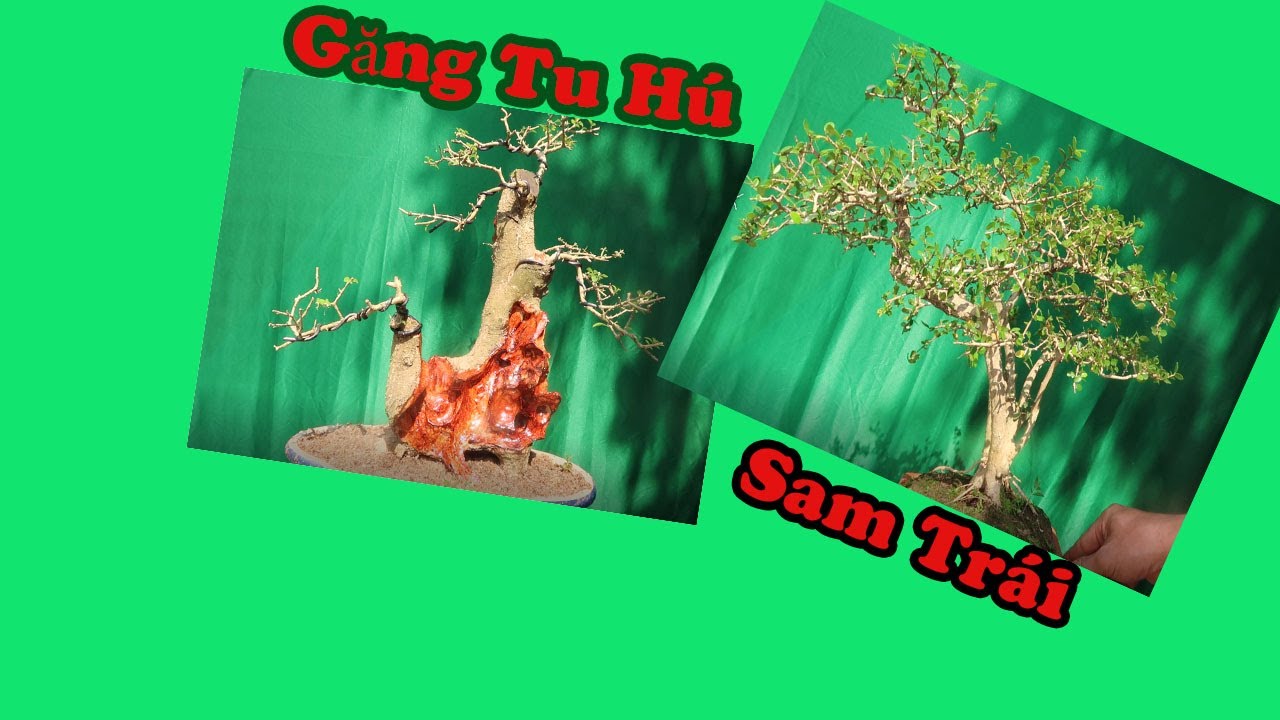 Sam Trái, Sam Núi , Găng Tu Hú bonsai mini Để bàn 14/3 ZALO :0976288363