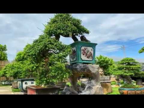 Siêu phẩm Hải Châu dáng đổ của doanh nhân Hà Nội | Scolopia Nana bonsai tree