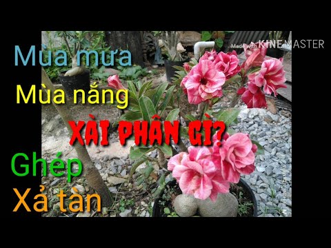 🌺Sử Dụng Phân Bón Phù Hợp Với Các Giai Đoạn Phát Triển Của Cây Sứ | Bón Phân Mùa Mưa Và Mùa Nắng...