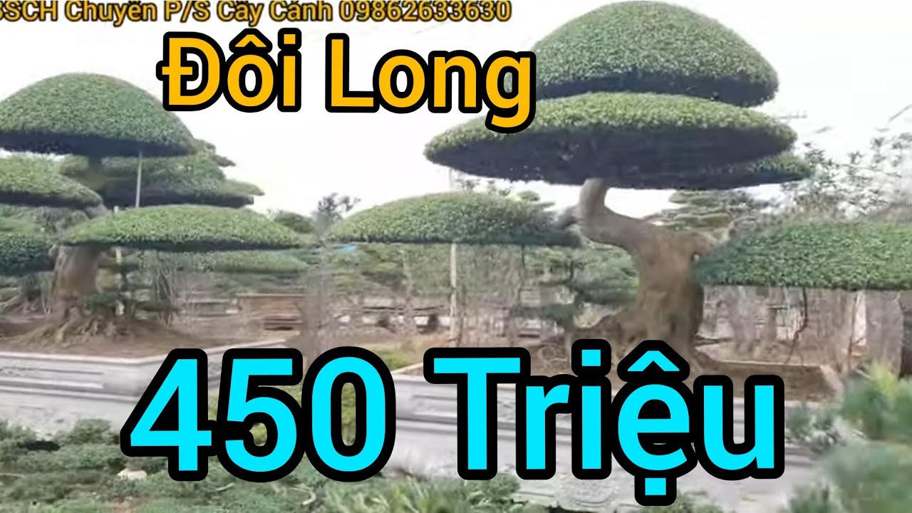 Sung 20 triệu, đôi Sanh Dáng Long 450 triệu tại Nam Trực - Nam Định.