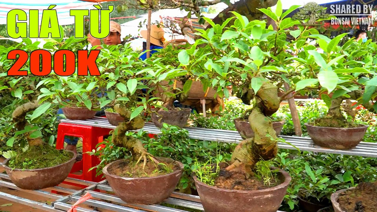 Sung Bonsai đẹp giá rẻ từ 200k ai cũng có thể chơi trong phiên Chợ Viềng