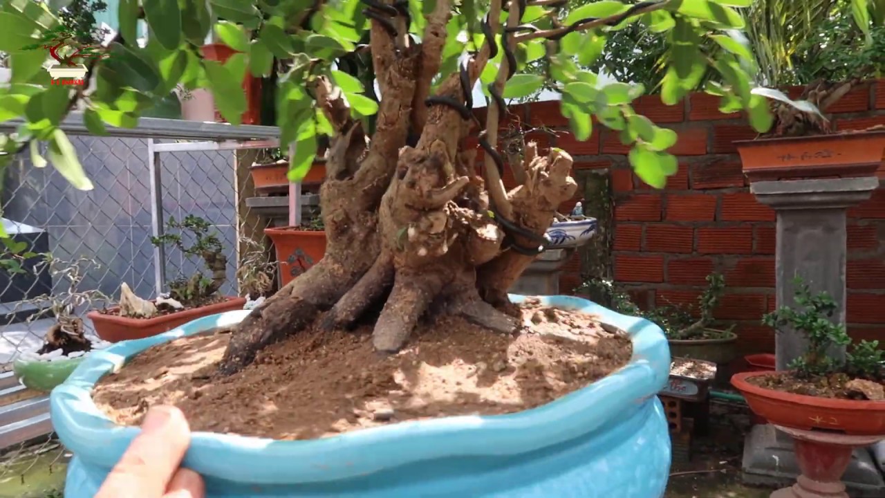 T -T BONSAI ❤️ TT 14/11 GIAO LƯU BÁO GIÁ  CÂY BẠCH KIM RỪNG   LH 0976288363