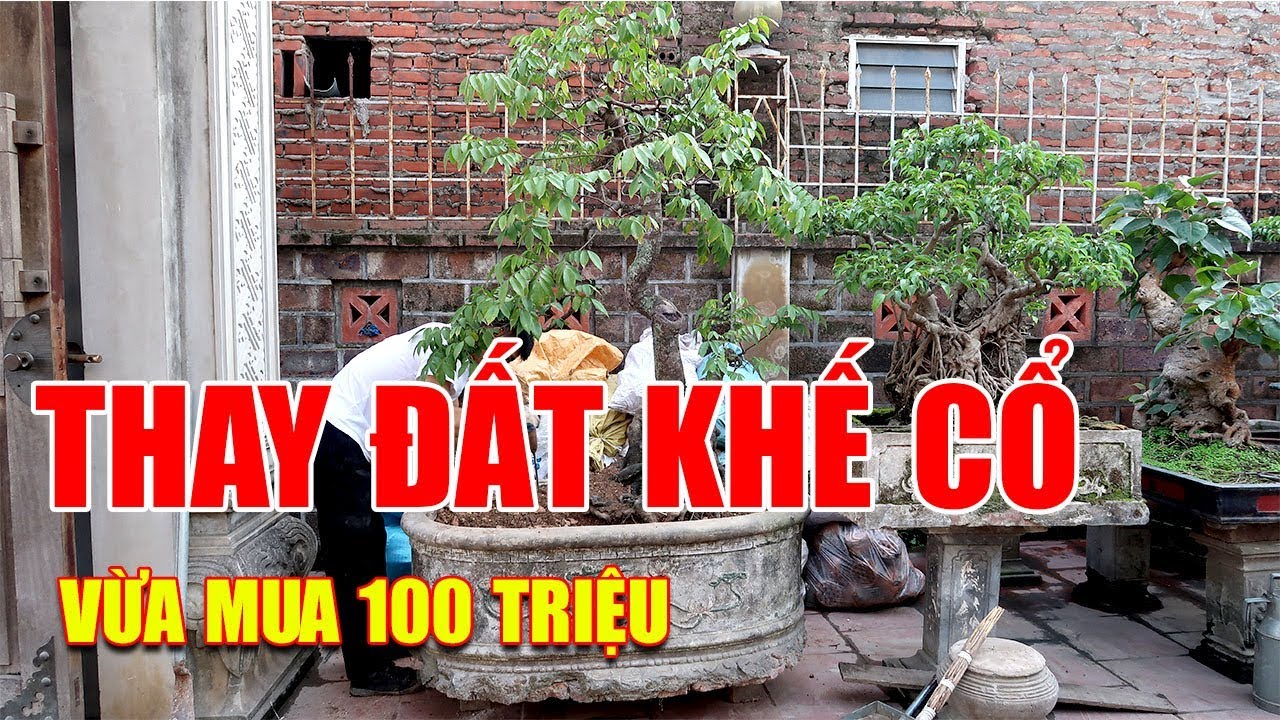 THAY ĐẤT CHO CÂY KHẾ CỔ VỪA MUA 100 TRIỆU