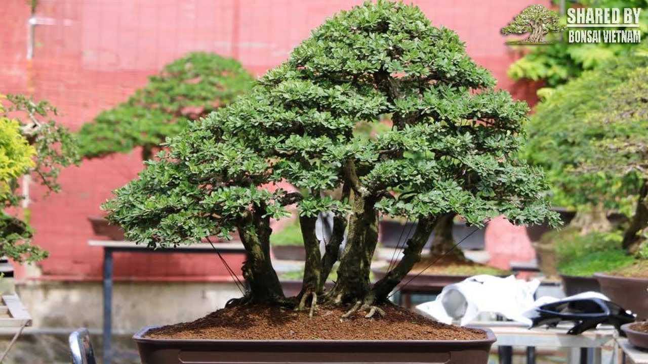 THÊM NHIỀU BONSAI ĐẸP XUẤT HIỆN DỊP CẬN TẾT