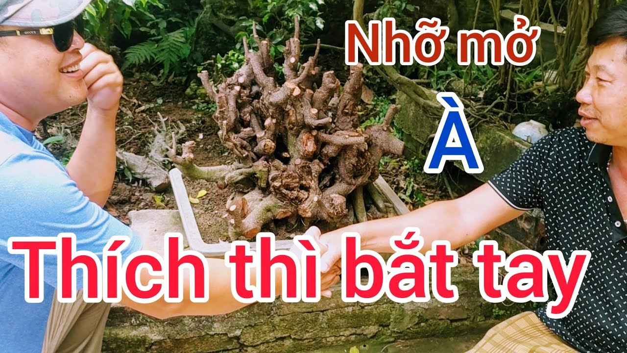 TRẢ 15 TRIỆU KHÔNG BÁN BẢO ĐỔI XE OK LUÔN PHẨM HẢO NHO MẤT NGAY CÂY KHỦNG VÀO TAY TRUNG BONSAI