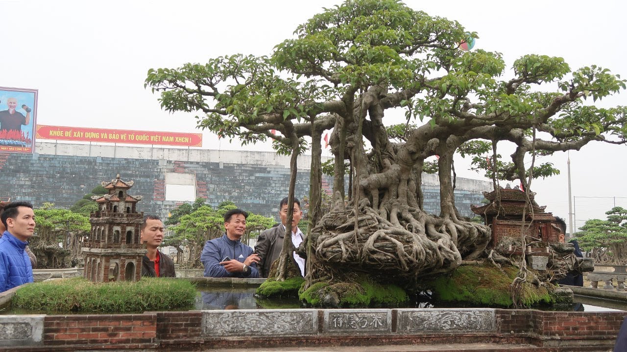 TRIỂN LÃM SINH VẬT CẢNH HUYỆN PHÚC THỌ HÀ NỘI