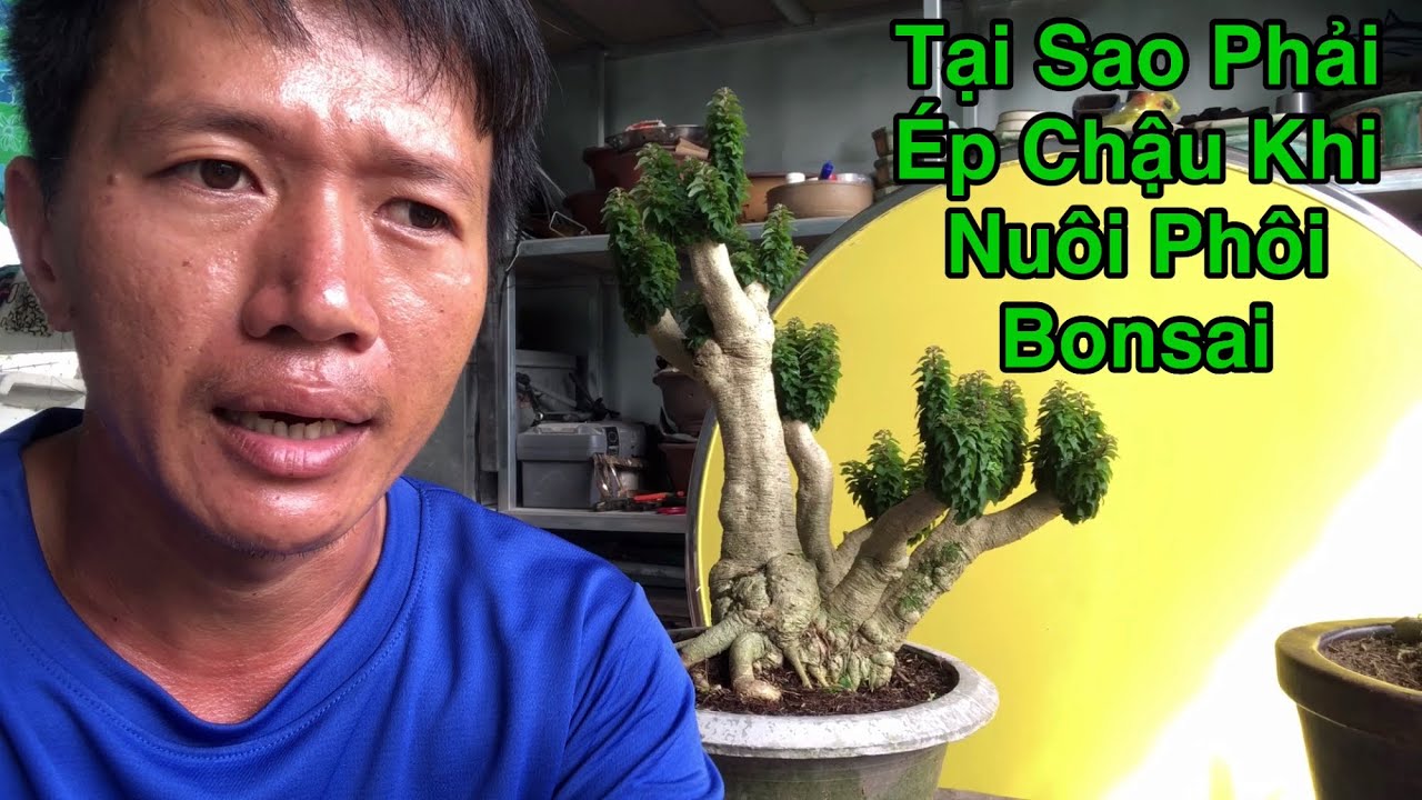 Tác Dụng Của Việc Ép Chậu Khi Nuôi Phôi Bonsai.