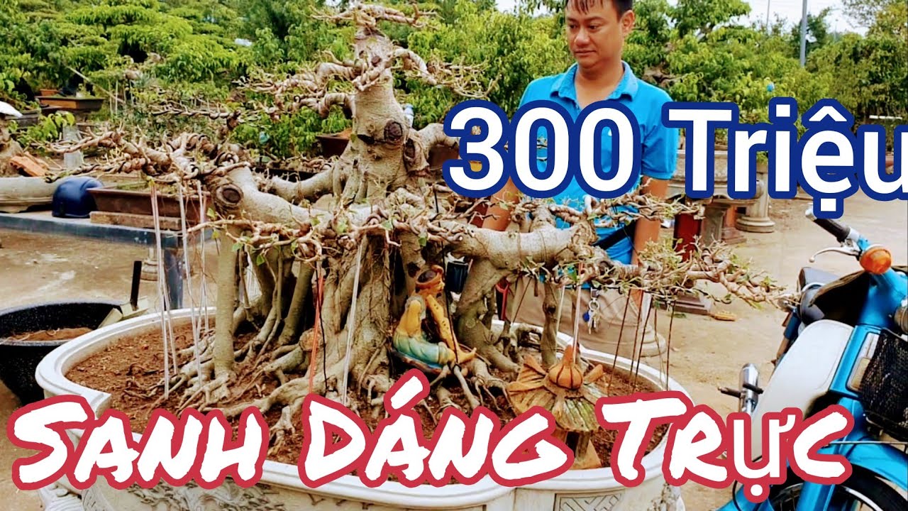 Tác Phẩm Sanh Dáng Trực cao có 55 cm nhưng có giá 300 triệu và vụ giao dịch tp Tùng La Hán.