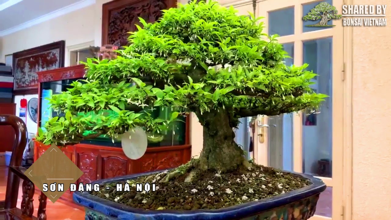 Tác phẩm Bonsai đẹp Việt Nam || Số #120