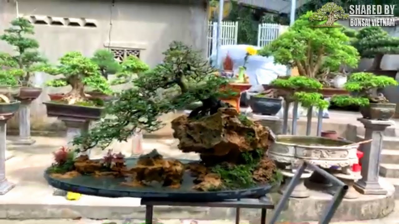 Tác phẩm Bonsai đẹp xứ Thanh