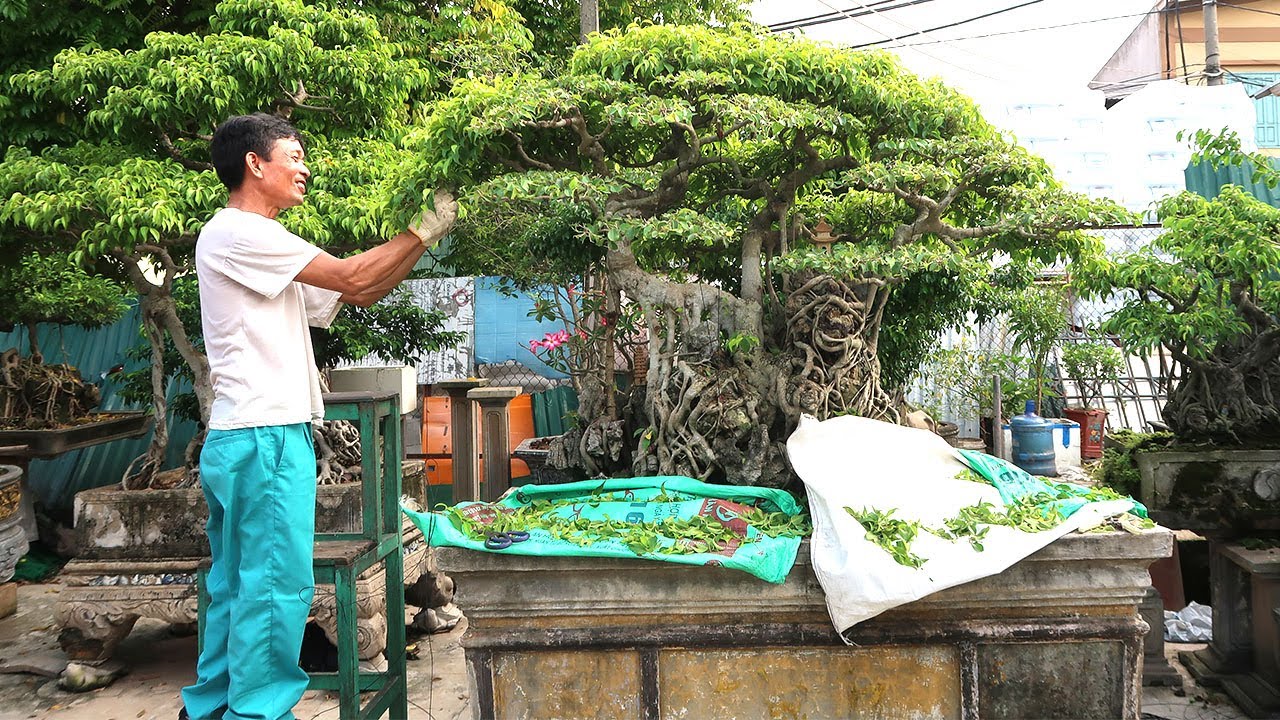 Tác phẩm Sanh quê dáng TAM ĐA lên áo mới, mời quý vị cho nhận xét