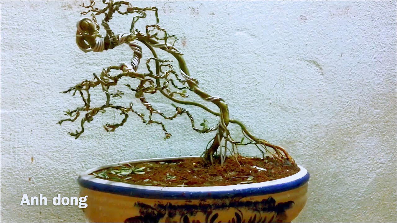 Tác phẩm bonsai dáng lạ