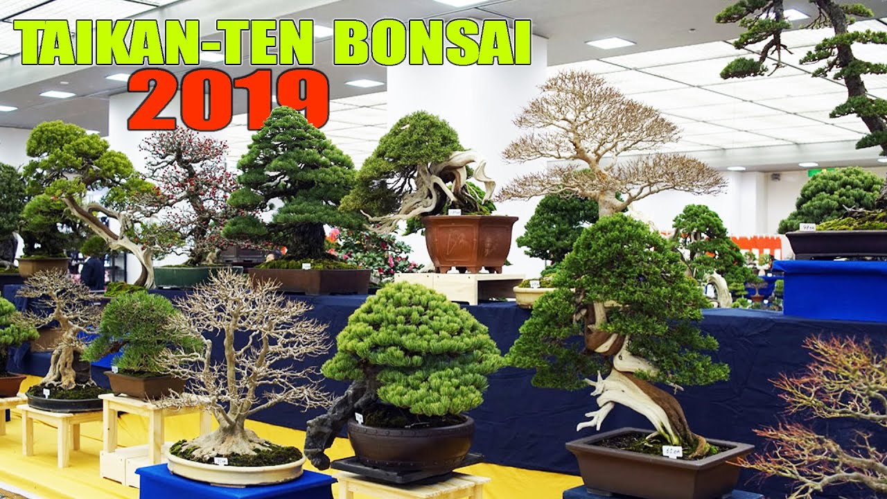 Taikan-ten Bonsai exhibition 2019 || Triển lãm Bonsai lớn thứ 2 Nhật Bản trong năm