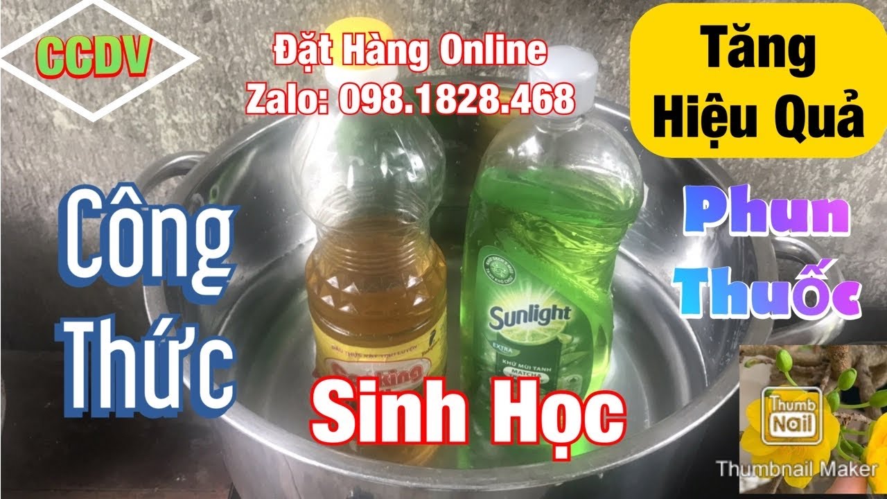 Tăng Hiệu Quả Phun Thuốc Bệnh Trên Cây Mai Vàng ||CCDV.