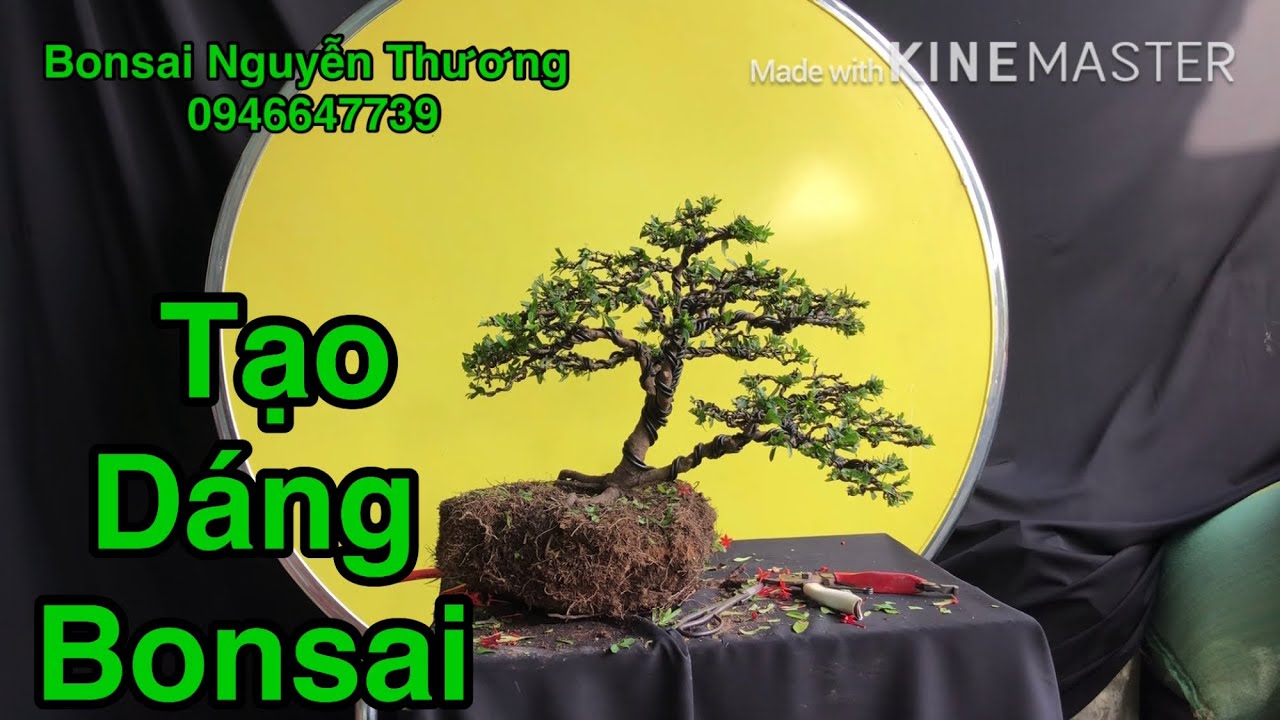 Tạo Dáng Bonsai # Sửa Bonsai.