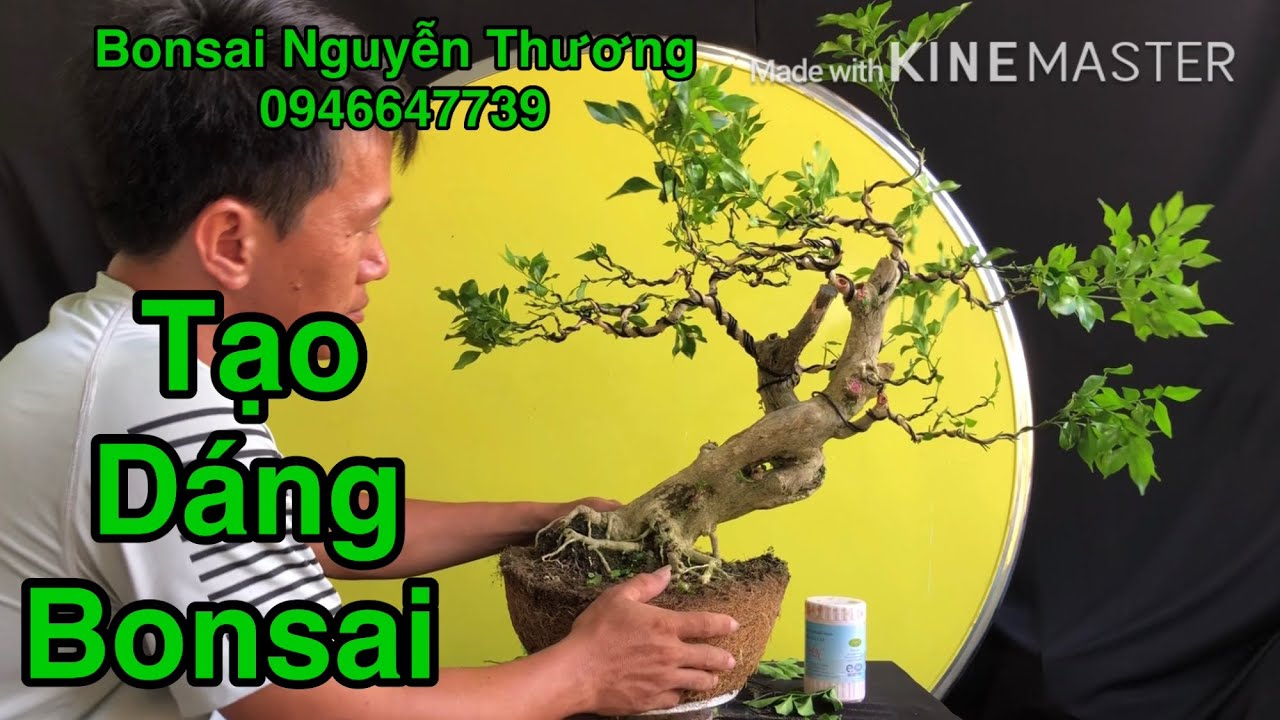 Tạo Dáng Cho Cây Nguyệt Quế.### Sửa Bonsai.