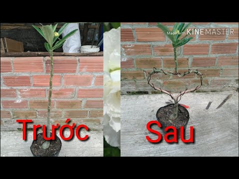 🌸Tạo Hình Cho Cây Sứ | Create shapes for adenium