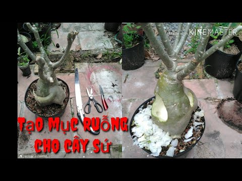 🌳Tạo Hình Cho Cây Sứ | Greate rotten items for adenium trees