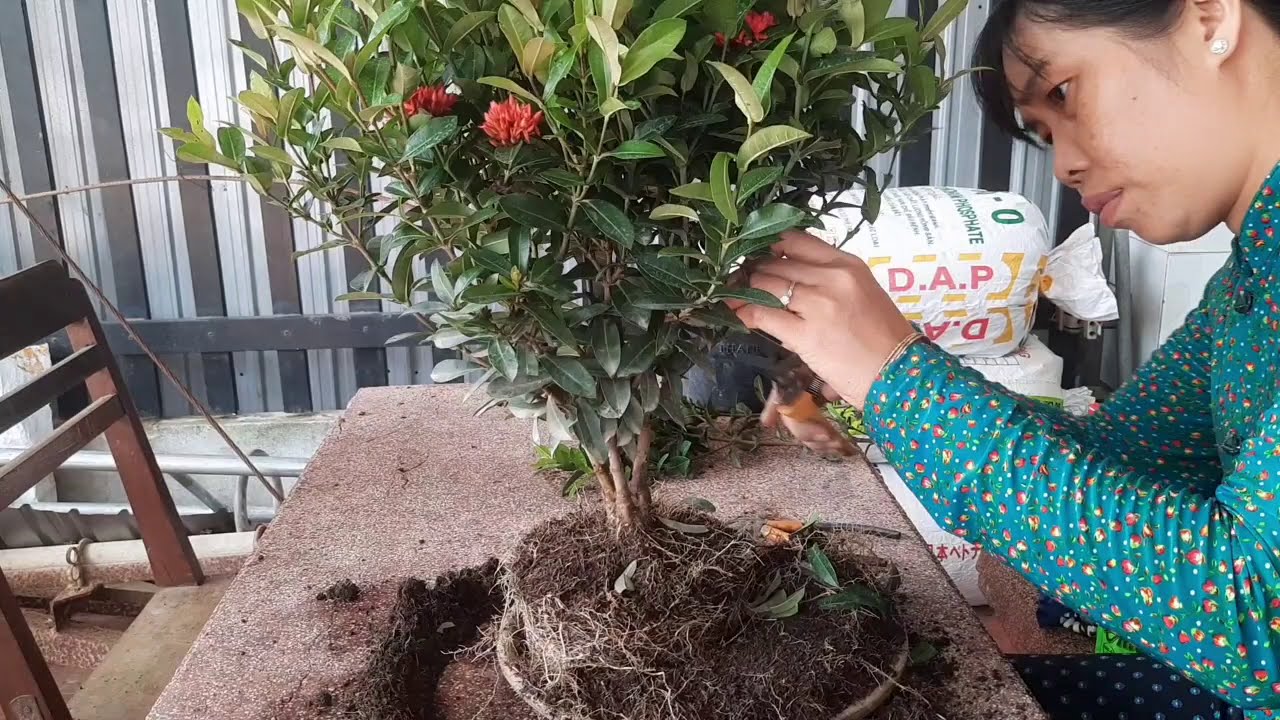 Tạo bonsai từ cây trang rẻ tiền