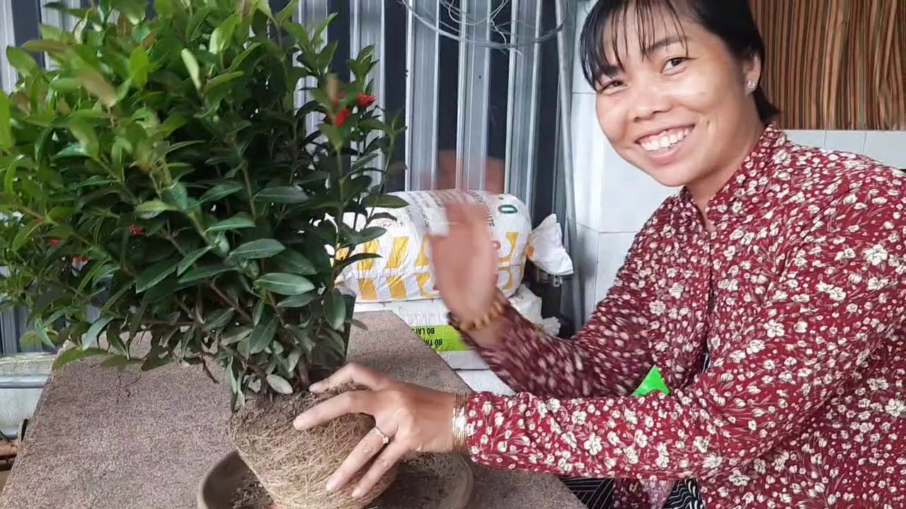 Tạo dáng bạt phong cho bụi trang mini