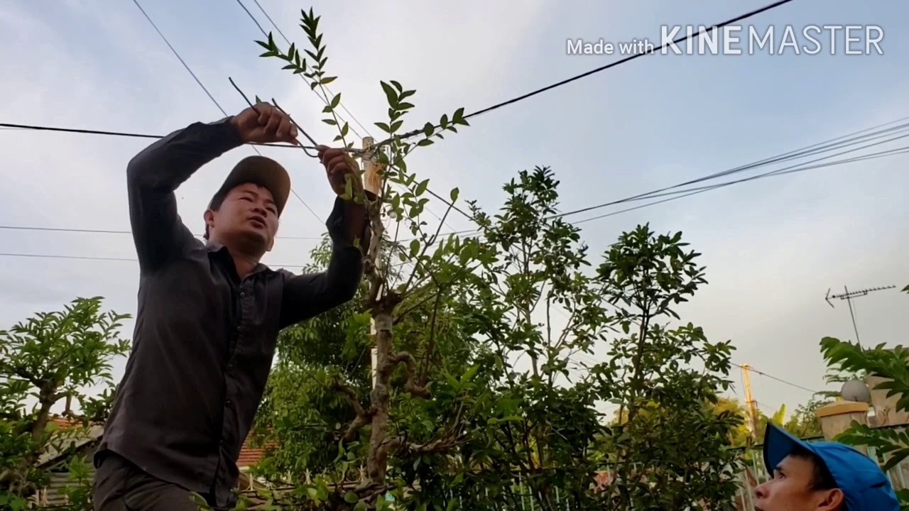 Tạo dáng mai chiếu thủy