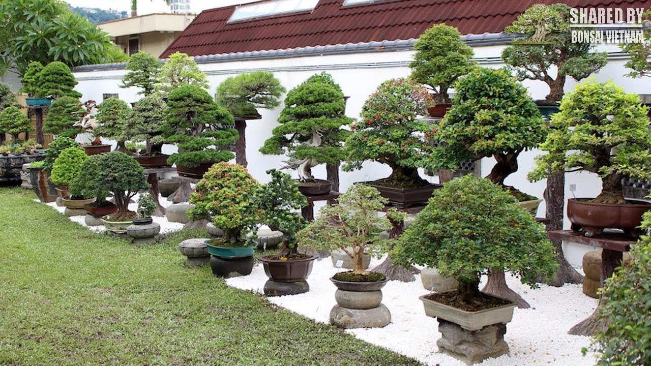 Thăm Bảo Tàng Bonsai AMY LIANG, Đài Bắc, Đài Loan