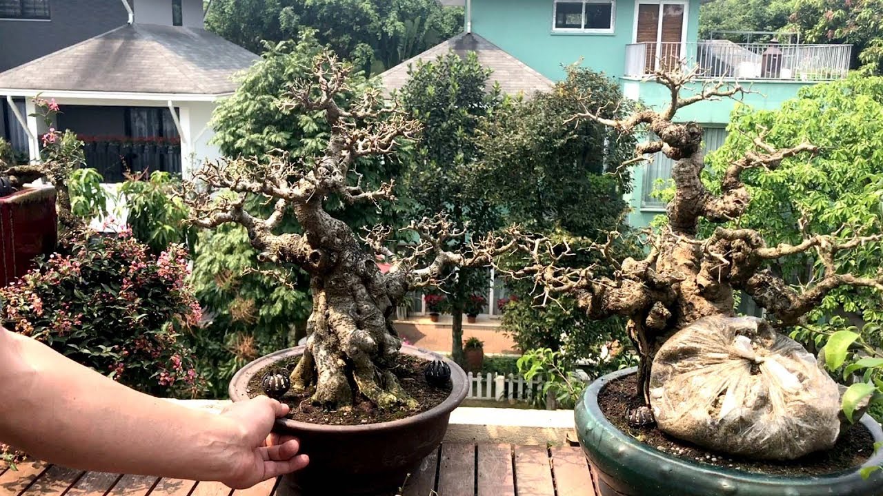 Thăm dàn bonsai mini cực đẹp của Bác Dũng Ecopad Hà Nội (0932298288)