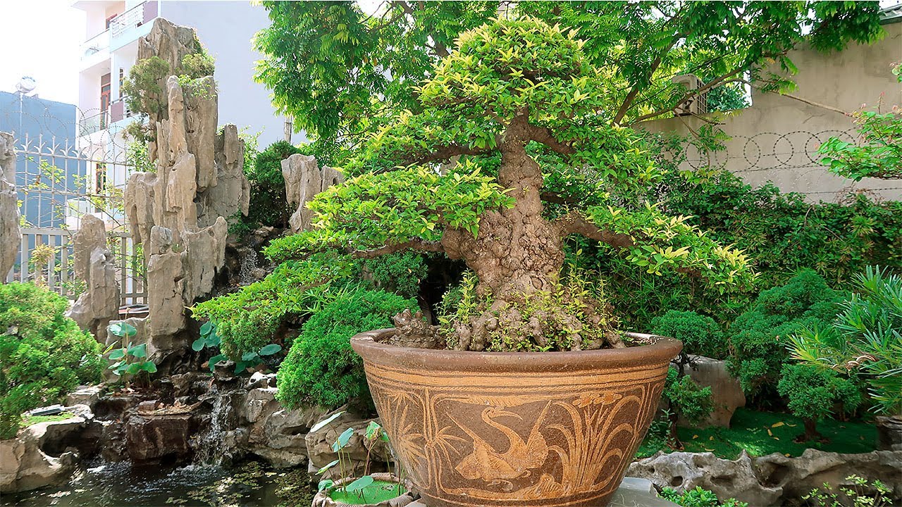 Thăm dự án "giấc mộng bonsai" của anh Quảng ở TP Hải Dương