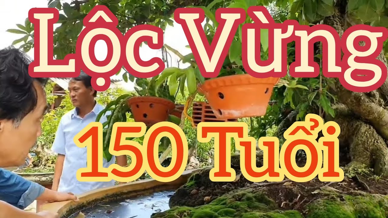 Tham khảo phôi sanh 35 triệu và chiêm ngưỡng cây Lộc Vừng 150 tuổi của nghệ nhân Trần Văn Hiền BG