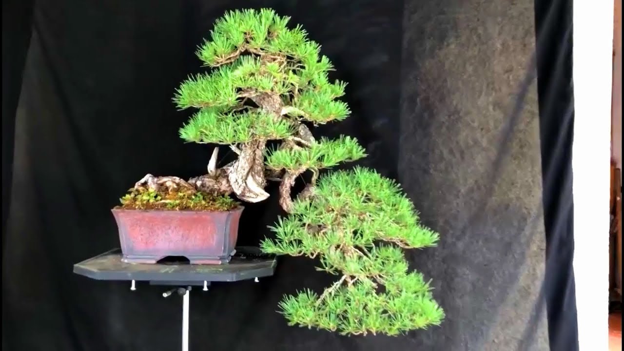 Tham khảo phong cách Bonsai của nghệ nhân Italia