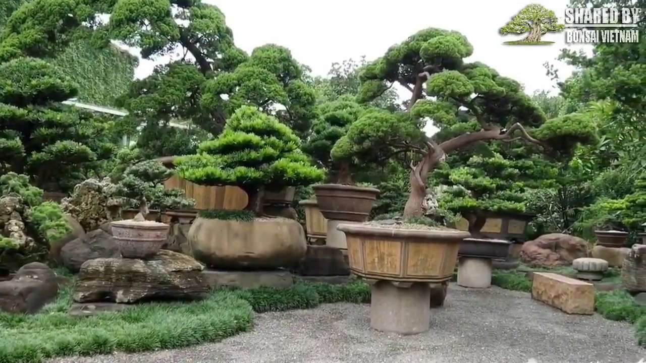 Thăm vườn Tùng Bonsai đẹp nhất xứ Đài