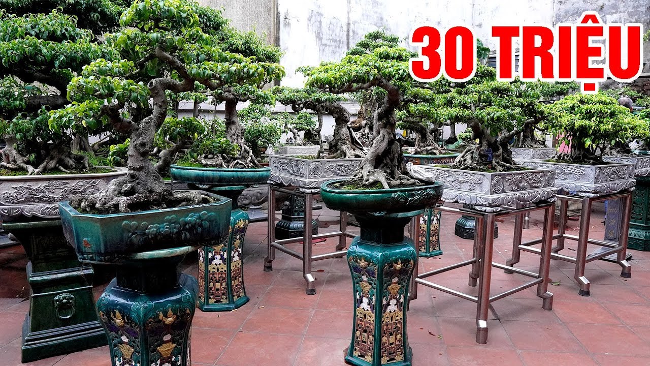 Thăm vườn nhà anh Hùng, bất ngờ với dàn Bonsai đồng giá 30 triệu