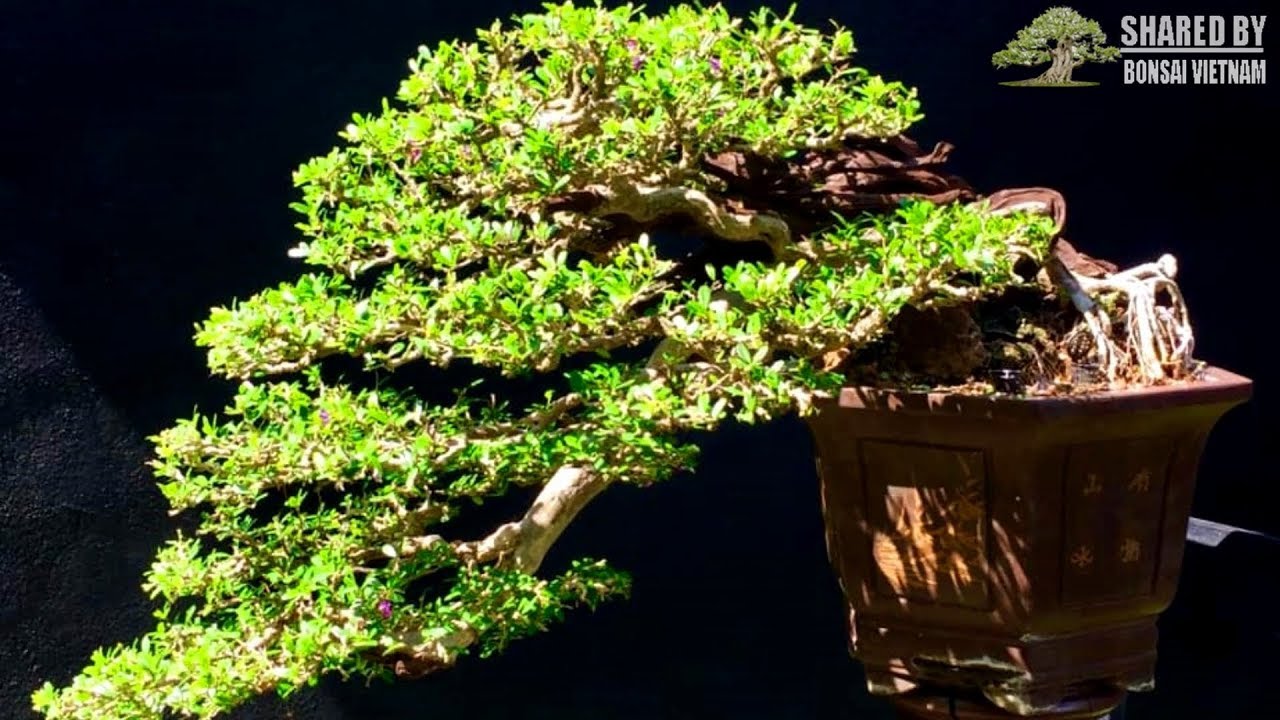 Thành quả Bonsai của nghệ nhân Gia Lai