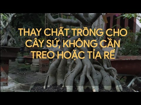 Thay chất trồng cho cây sứ  (không treo và không cần tỉa rể)/Truyền bonsai.