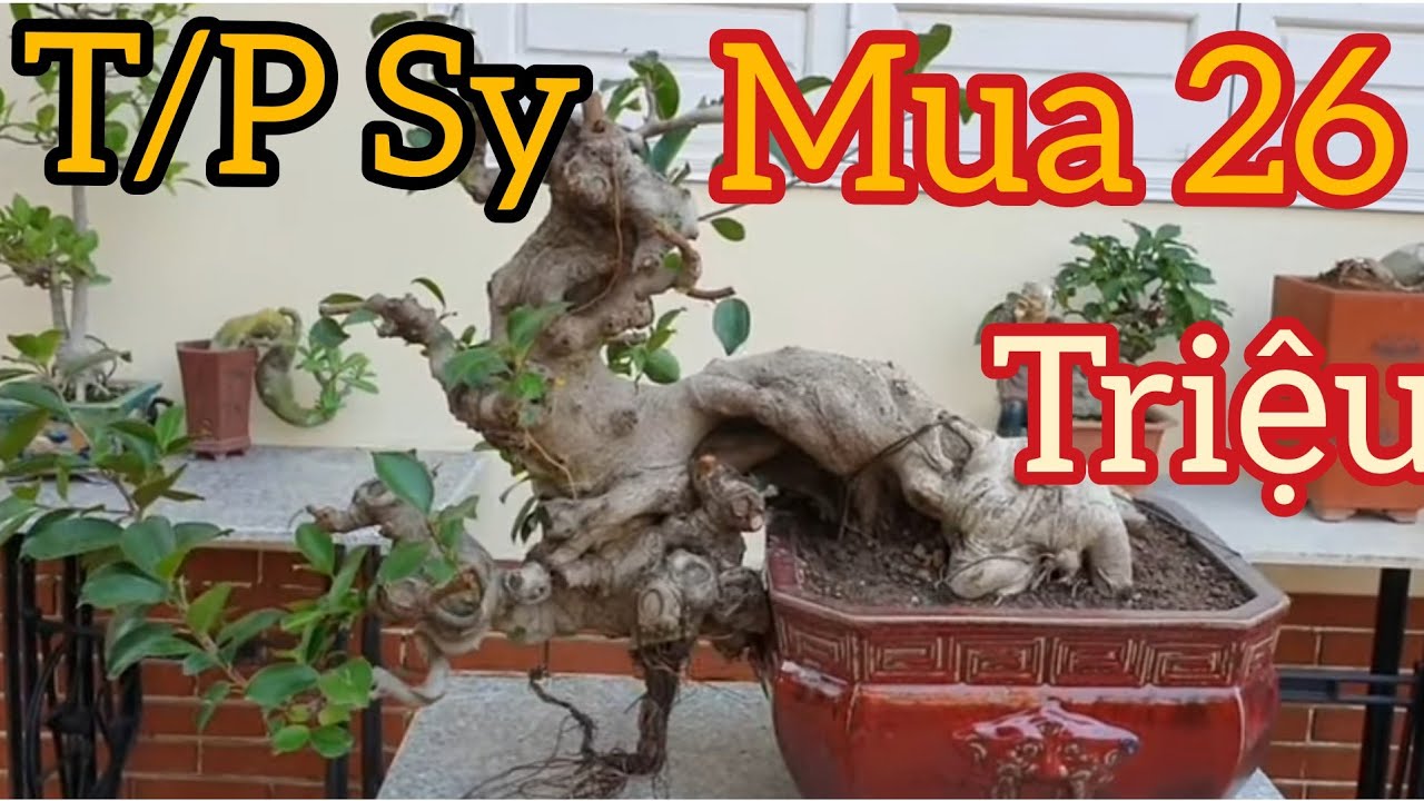 Thay chậu cho phôi Sy 26 triệu mua của anh Huy - Vua Sy - Hải Dương.