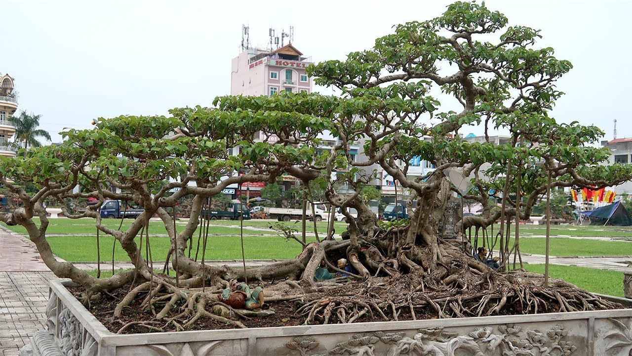 Theo chân Thực lão đãi đi xem những cây đẹp nhất