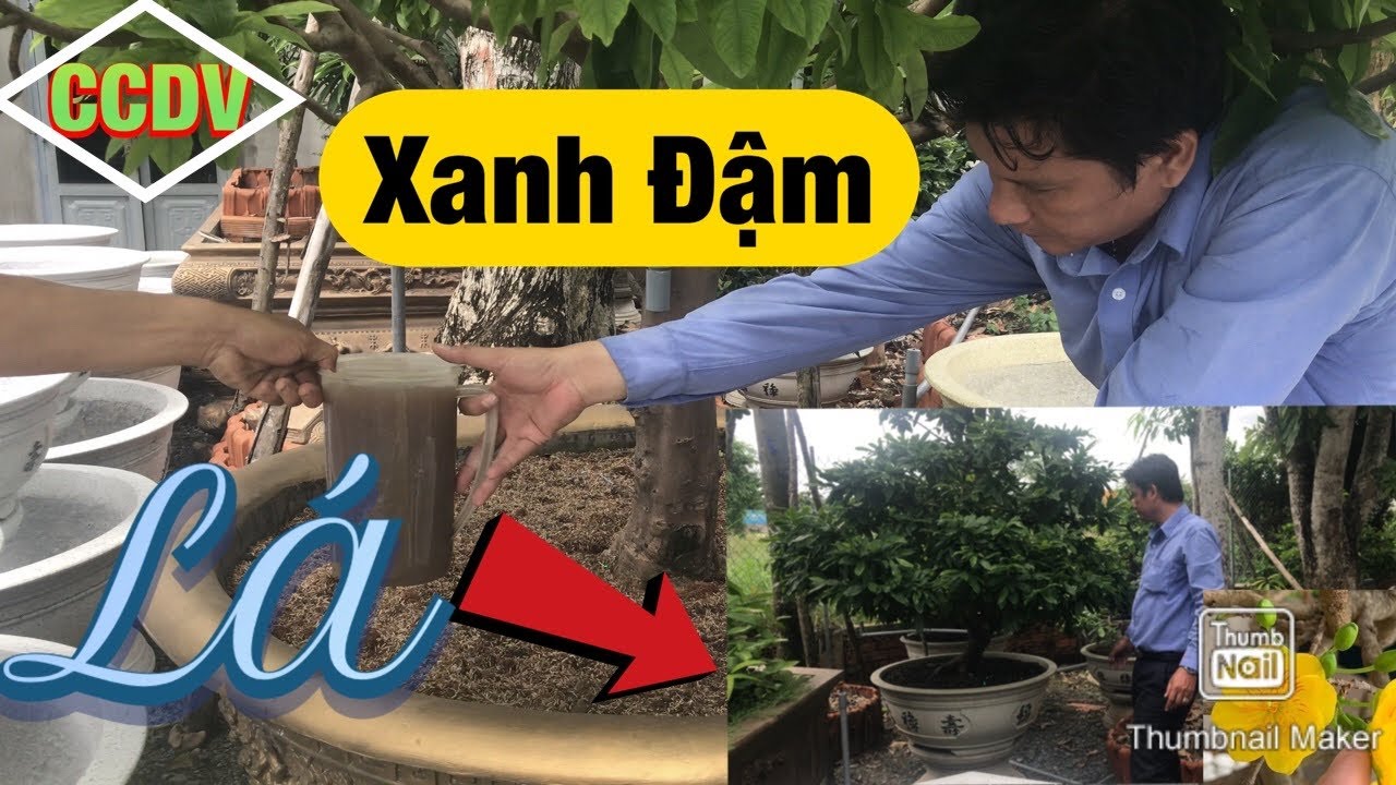 Thời Điểm Cho Bộ Lá Cây Mai Xanh Đậm ||CCDV.