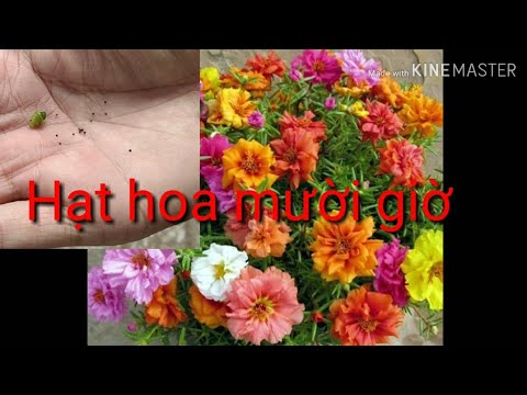 🏵Thu Hoạch Hạt Hoa Mười Giờ | Harvesting portulaca seeds.