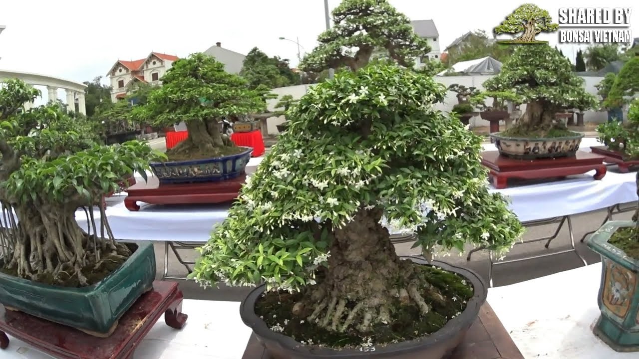 Thực sự choáng ngợp ở khu trưng bày Bonsai, triển lãm Thành Đông Hải Dương