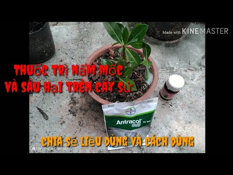 🐛🌺Thuốc Trị Nấm Bệnh Sâu Hại Trên Cây Sứ