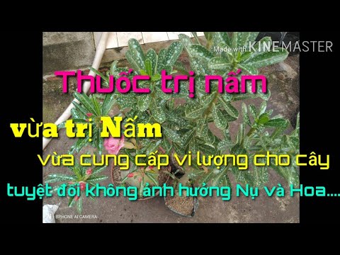 🌺Thuốc vừa trị nấm vừa cung cấp vi lượng cho cây và không ảnh hưởng đến nụ và hoa