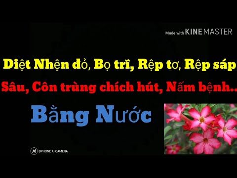 🌺Tiêu Diệt 100% Côn Trùng Gây Hại Trên Cây Sứ Bằng Nước ( nhện đỏ, bọ trĩ, sâu, rệp.....)