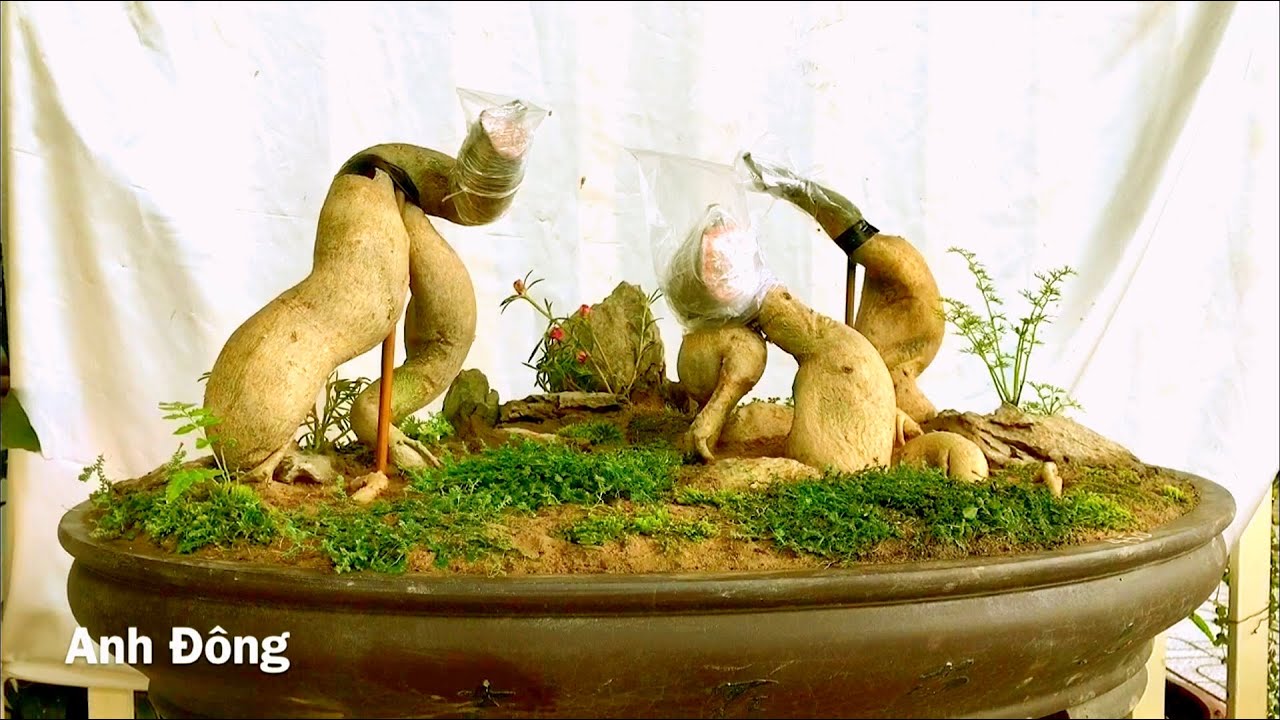 Tiểu cảnh bonsai củ rễ sứ