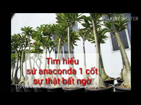 🌳Tìm Hiểu Giống Sứ Anaconda