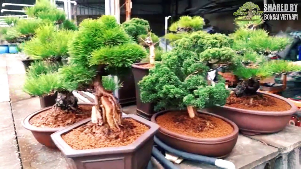 Tìm hiểu một vườn "sản xuất" Bonsai xứ Đài || Bonsai garden in Taiwan